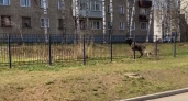 Министерство охраны природы региона прокомментировало заход лося в Кирово-Чепецк