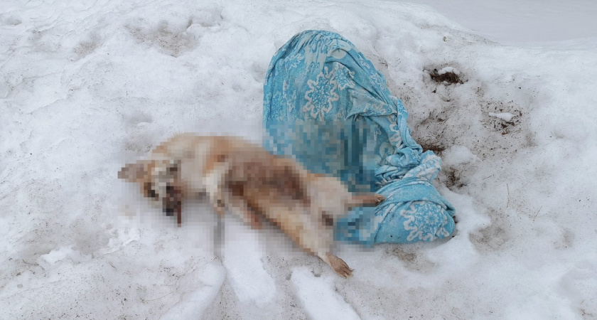В Чепецке нашли обезображенный труп породистой собаки в покрывале