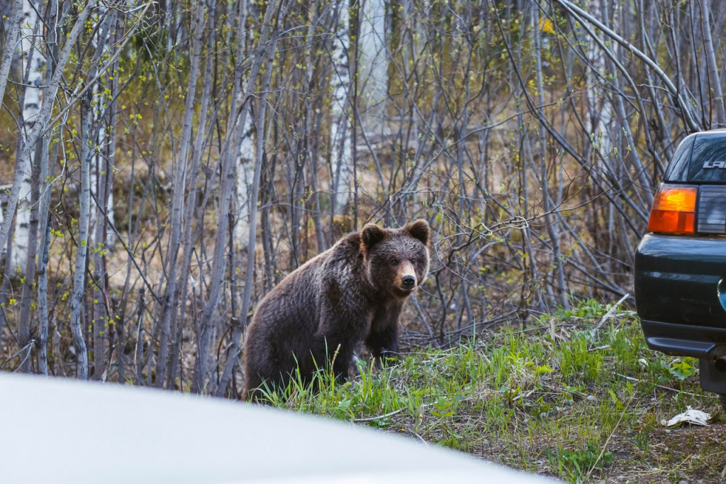 В Кирове медведь вышел на улицу в поисках еды