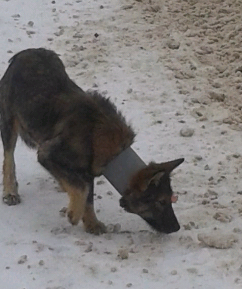 В Кирово-Чепецке волонтеры спасли собаку, носившую трубу на шее