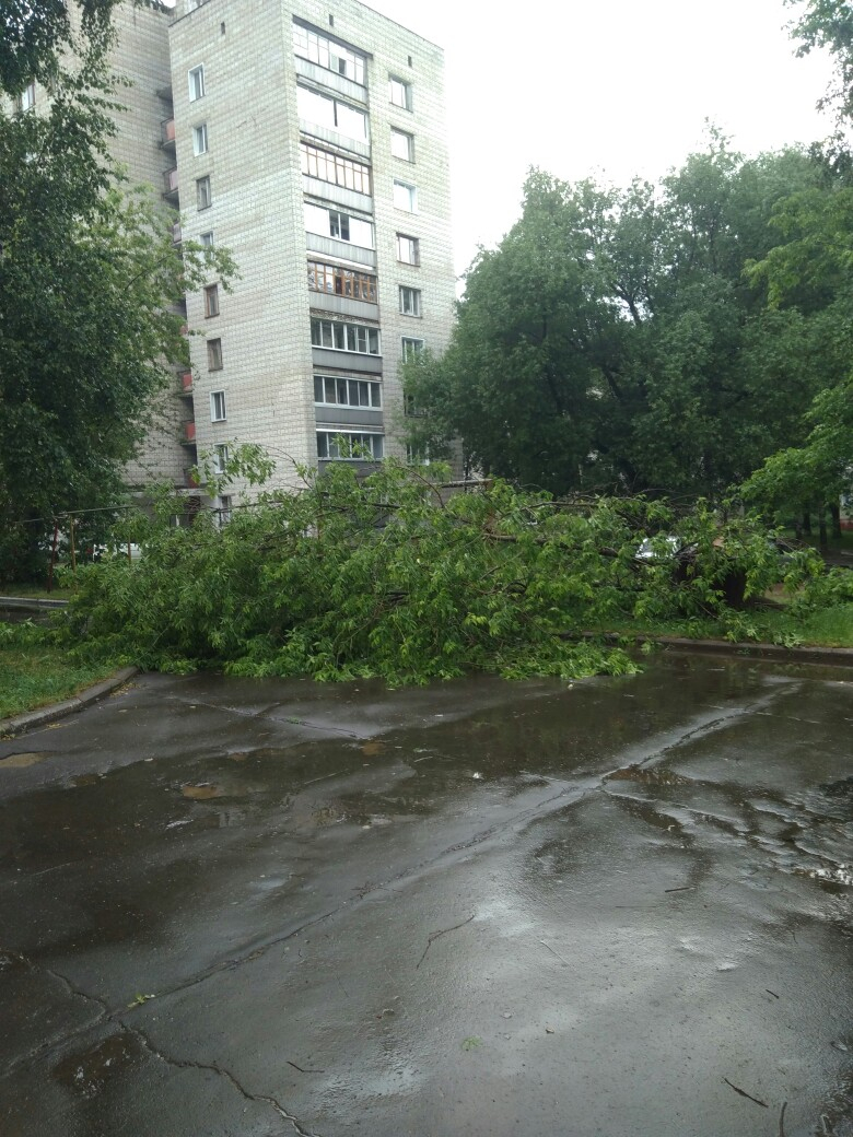 В Чепецке после грозы на дорогу рухнуло дерево