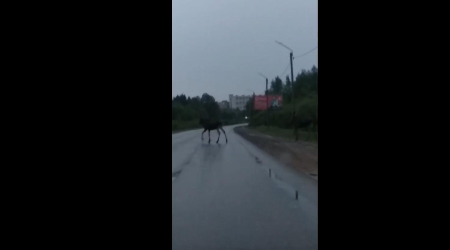 Видео дня: в Кирово-Чепецке по дорогам гуляют лоси