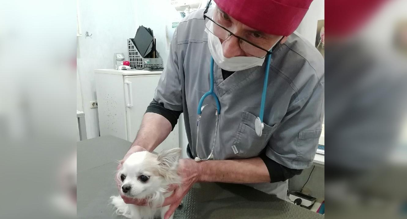 «Научился ходить благодаря собаке»: чепецкий ветеринар о своей профессии