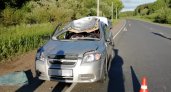 В Кирово-Чепецке водитель иномарки наехал на лося: погибли пассажир и животное