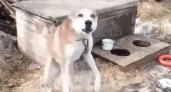 "Желающих взять нет": пес Байкал, которого забрали у живодера в Кирово-Чепецке, оказался в приюте