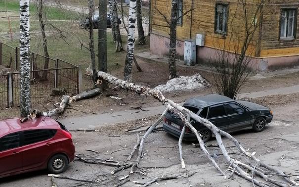 На улице Красноармейской рядом с детским садом дерево упало на машину