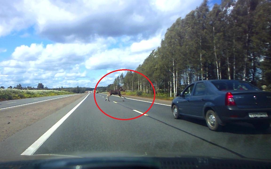 Видео: в Чепецком район лось выбежал на дорогу прямо перед машинами